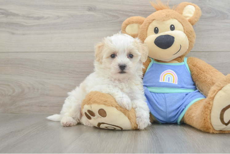 Best Maltipoo Baby
