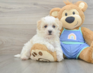 8 week old Maltipoo Puppy For Sale - Florida Fur Babies