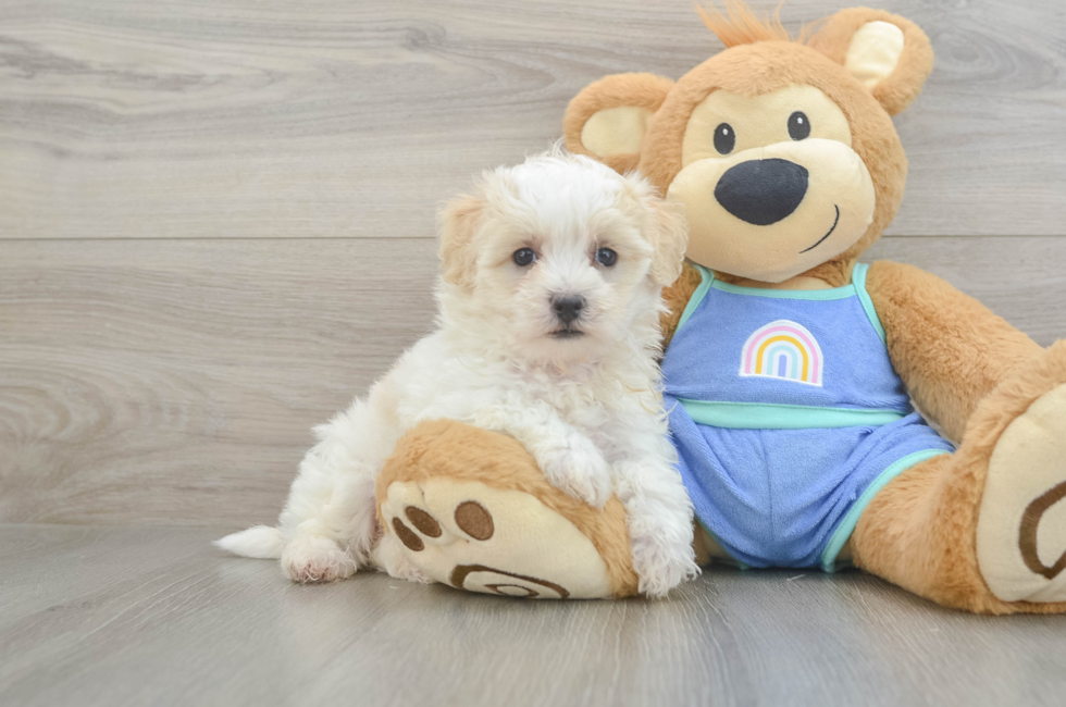 5 week old Maltipoo Puppy For Sale - Florida Fur Babies