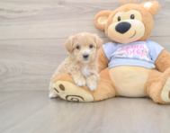 7 week old Maltipoo Puppy For Sale - Florida Fur Babies