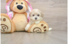 Smart Maltipoo Poodle Mix Pup