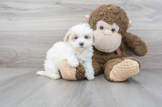 28 week old Maltipoo Puppy For Sale - Florida Fur Babies