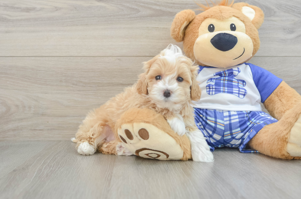 7 week old Maltipoo Puppy For Sale - Florida Fur Babies