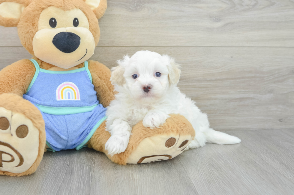 5 week old Maltipoo Puppy For Sale - Florida Fur Babies