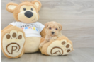 Popular Maltipoo Poodle Mix Pup