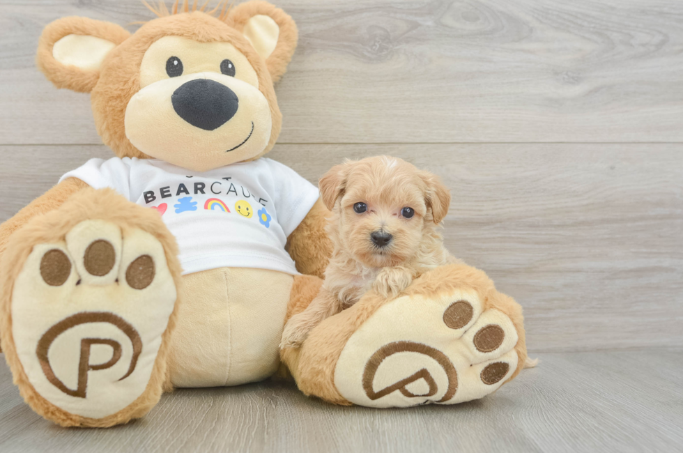 6 week old Maltipoo Puppy For Sale - Florida Fur Babies