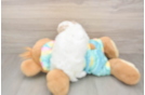 Happy Maltipoo Baby