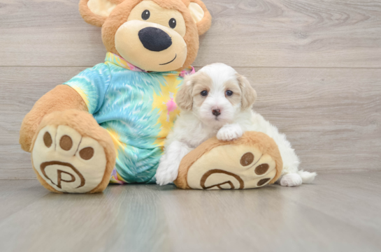 Maltipoo Pup Being Cute