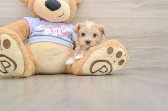 Best Maltipoo Baby