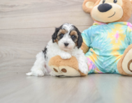 8 week old Maltipoo Puppy For Sale - Florida Fur Babies