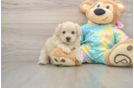 Sweet Maltipoo Baby