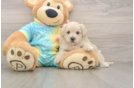 Maltipoo Puppy for Adoption