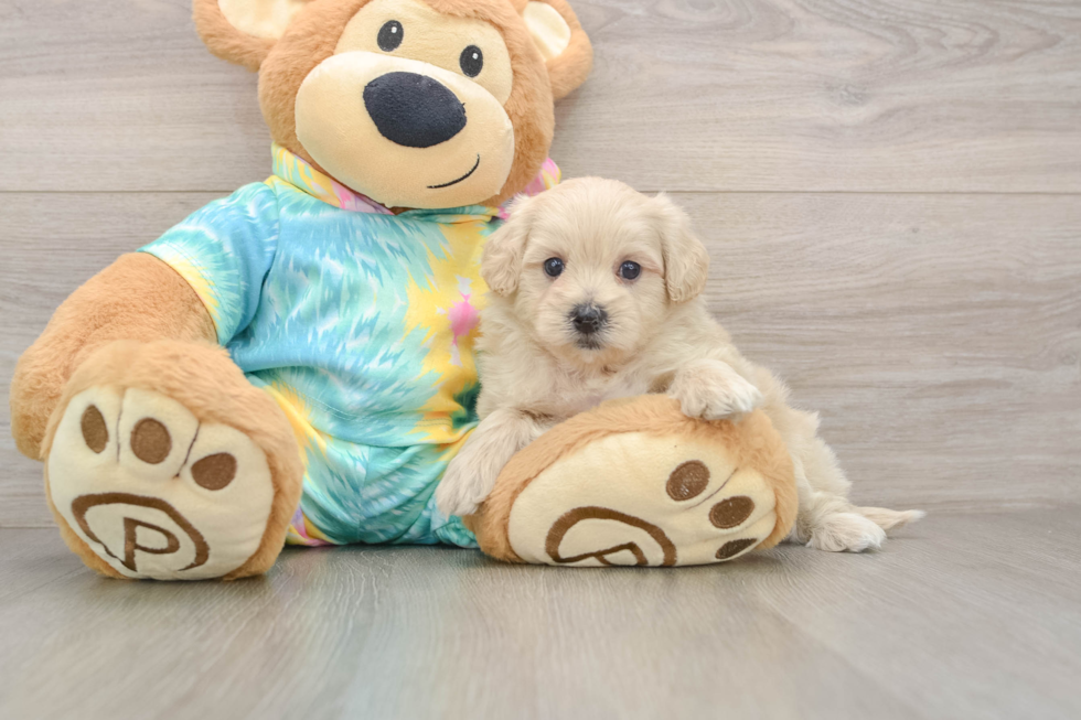 Maltipoo Puppy for Adoption