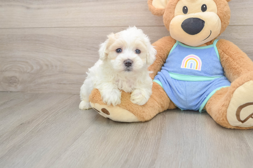 Happy Maltipoo Baby