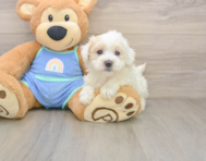 8 week old Maltipoo Puppy For Sale - Florida Fur Babies