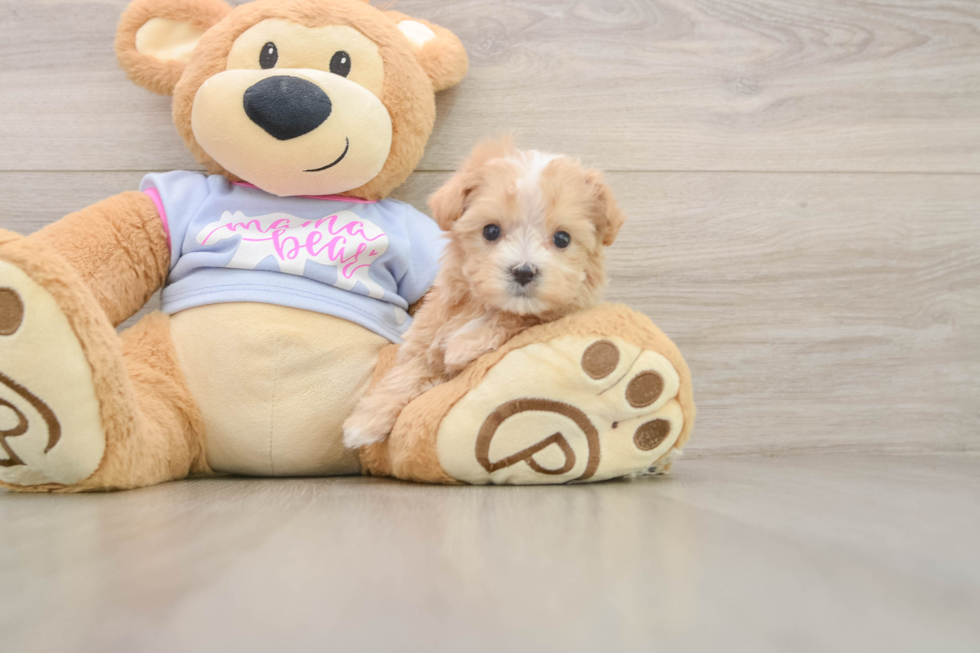 Fluffy Maltipoo Poodle Mix Pup