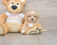 8 week old Maltipoo Puppy For Sale - Florida Fur Babies