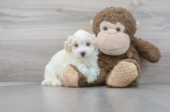 28 week old Maltipoo Puppy For Sale - Florida Fur Babies