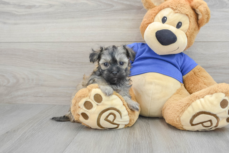 Funny Maltipoo Poodle Mix Pup