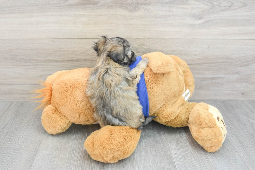 Maltipoo Puppy for Adoption