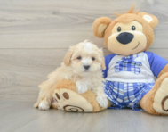 8 week old Maltipoo Puppy For Sale - Florida Fur Babies