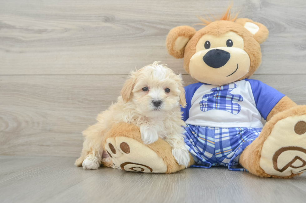 7 week old Maltipoo Puppy For Sale - Florida Fur Babies