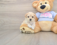7 week old Maltipoo Puppy For Sale - Florida Fur Babies