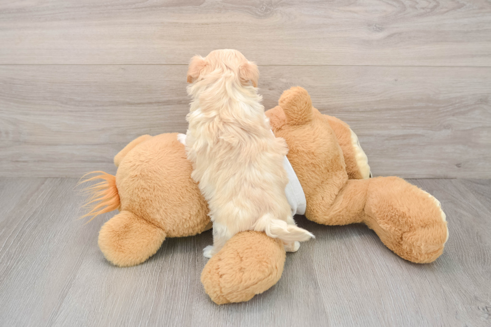 Hypoallergenic Malt Oodle Poodle Mix Puppy