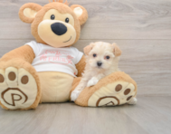 8 week old Maltipoo Puppy For Sale - Florida Fur Babies