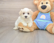8 week old Maltipoo Puppy For Sale - Florida Fur Babies
