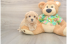 Sweet Maltipoo Baby