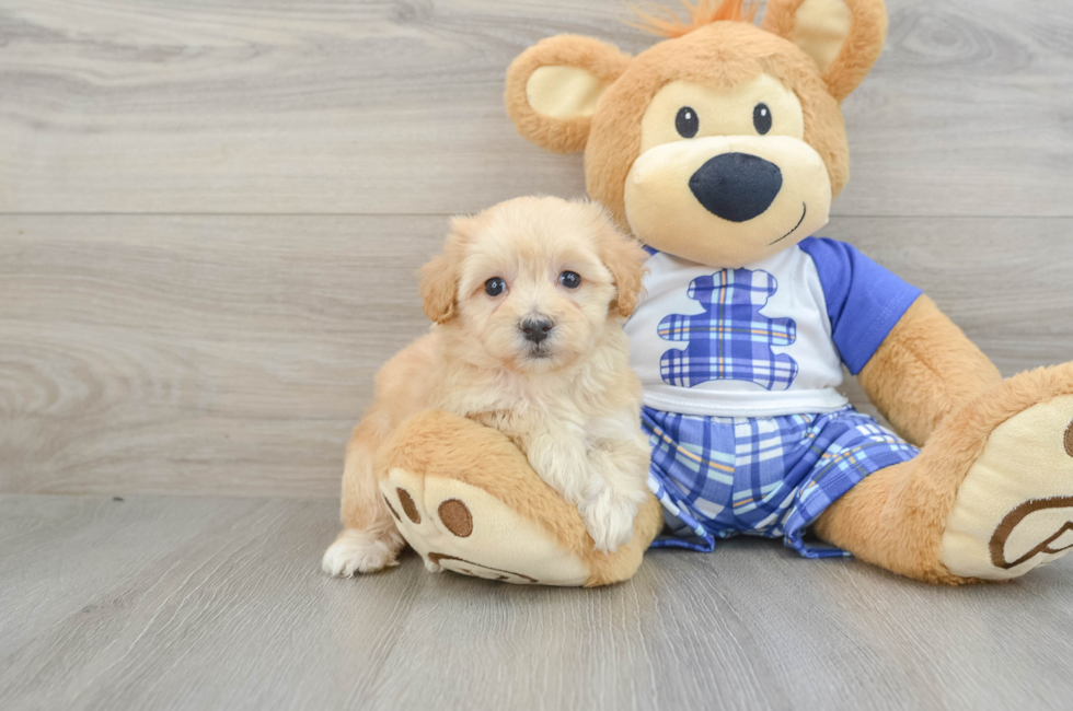 5 week old Maltipoo Puppy For Sale - Florida Fur Babies