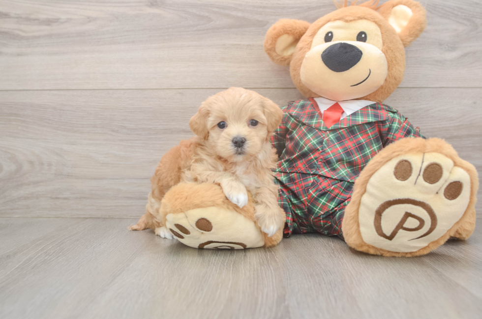 5 week old Maltipoo Puppy For Sale - Florida Fur Babies