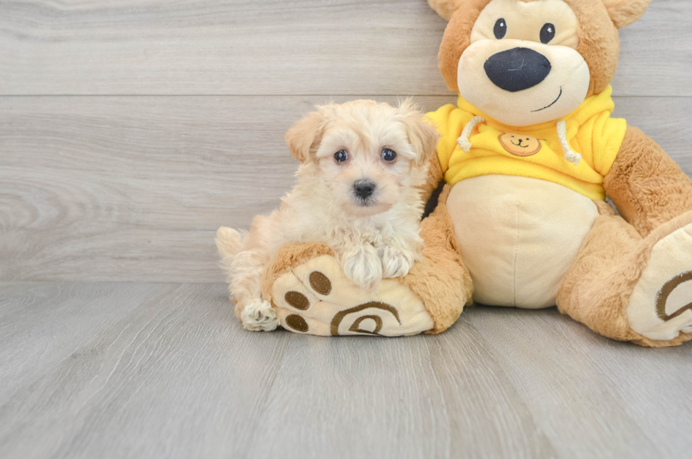 7 week old Maltipoo Puppy For Sale - Florida Fur Babies