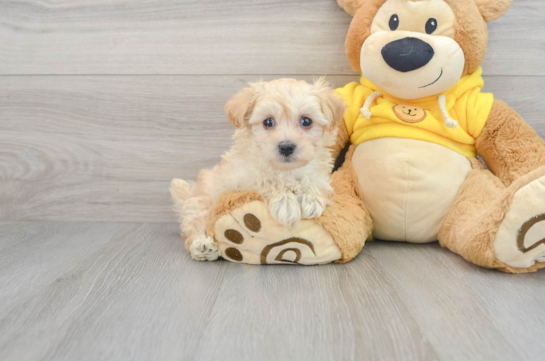 Maltipoo Pup Being Cute