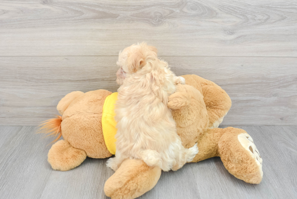 Maltipoo Pup Being Cute