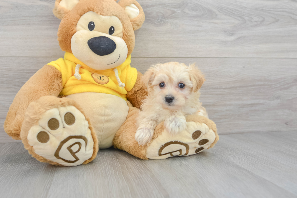 Maltipoo Puppy for Adoption