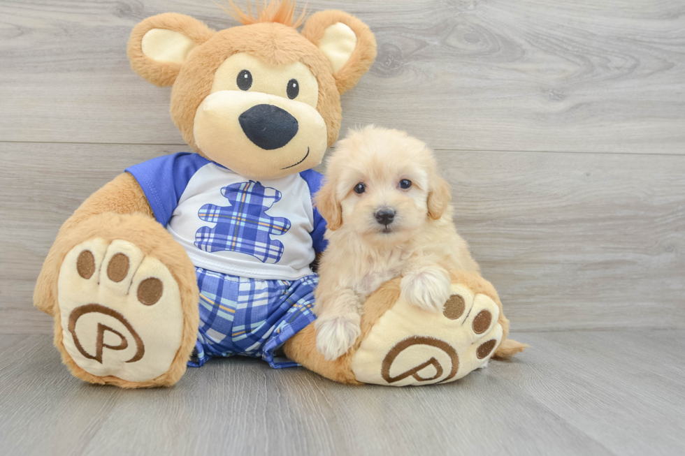 Happy Maltipoo Baby