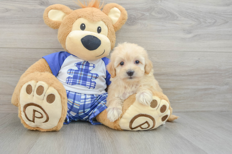 5 week old Maltipoo Puppy For Sale - Florida Fur Babies