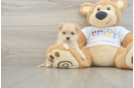 Maltipoo Puppy for Adoption