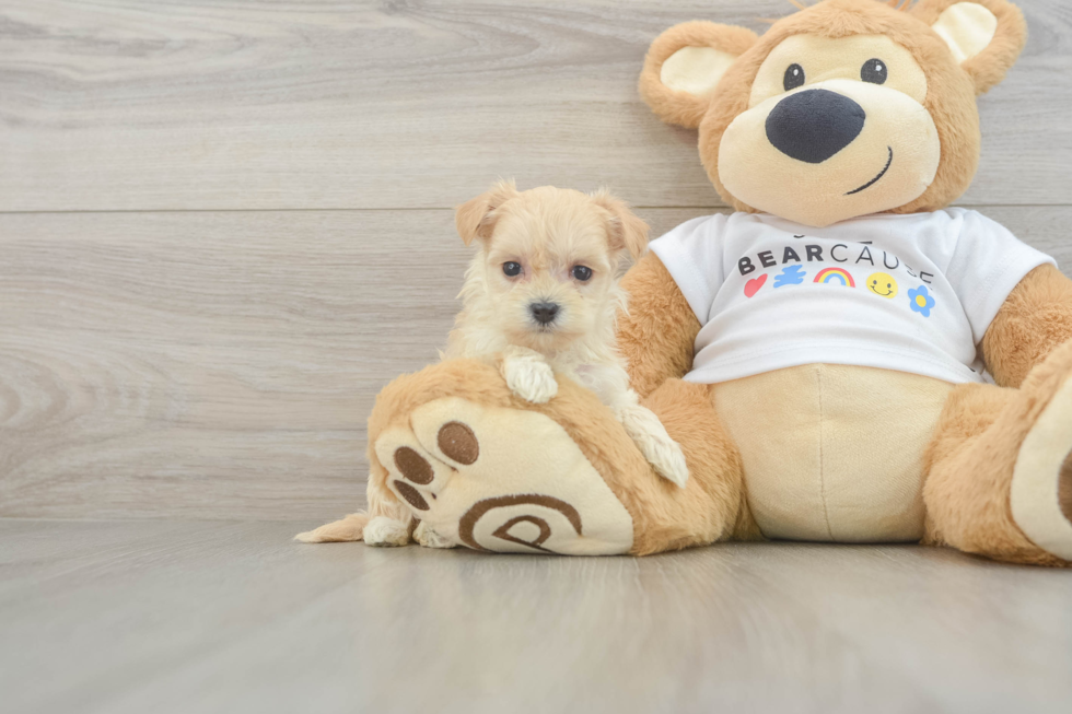 Maltipoo Puppy for Adoption