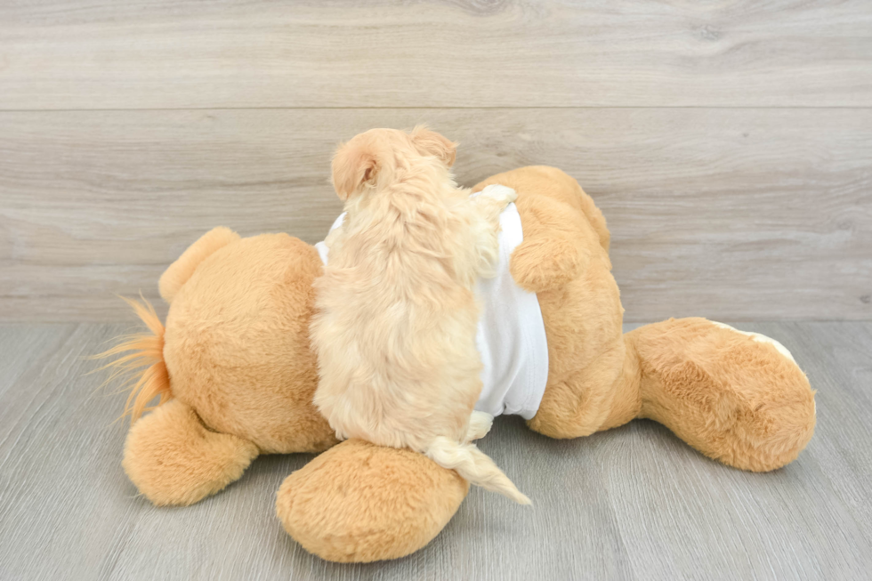 Best Maltipoo Baby