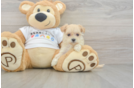 Best Maltipoo Baby