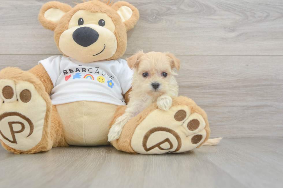 6 week old Maltipoo Puppy For Sale - Florida Fur Babies