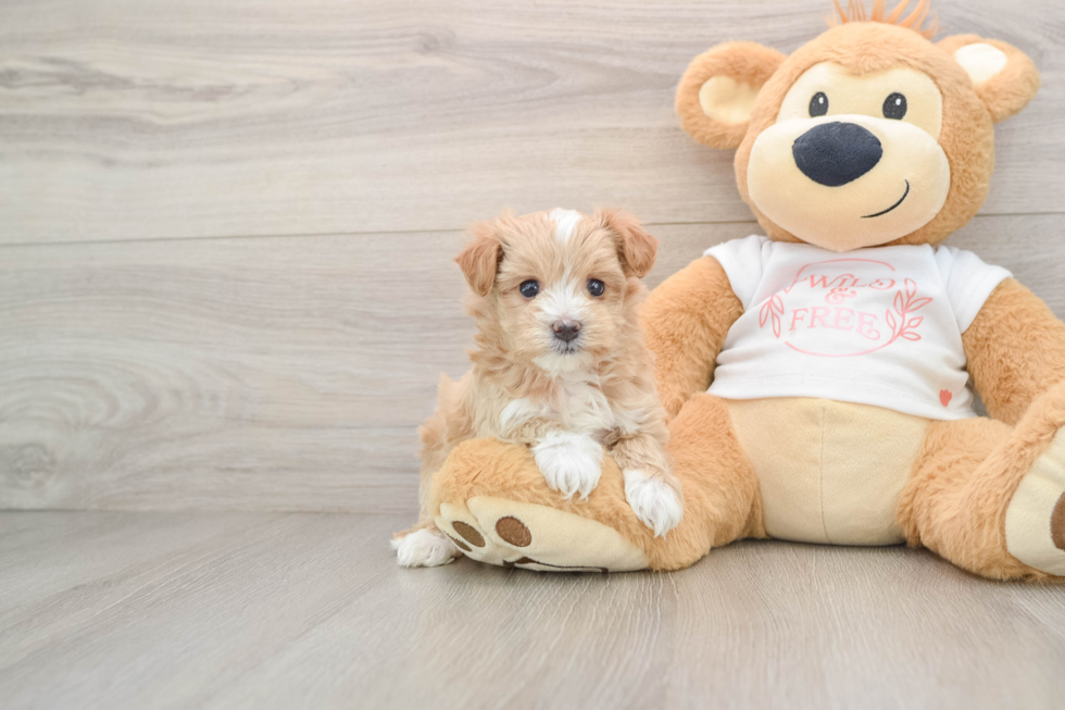 Adorable Moodle Poodle Mix Puppy