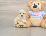 7 week old Maltipoo Puppy For Sale - Florida Fur Babies