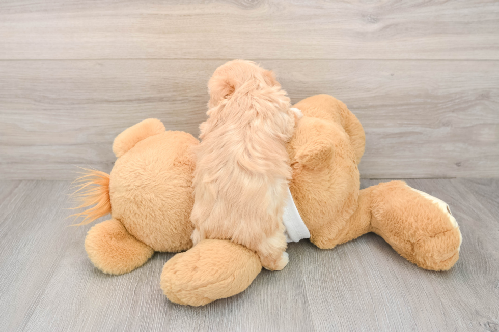 Friendly Maltipoo Baby