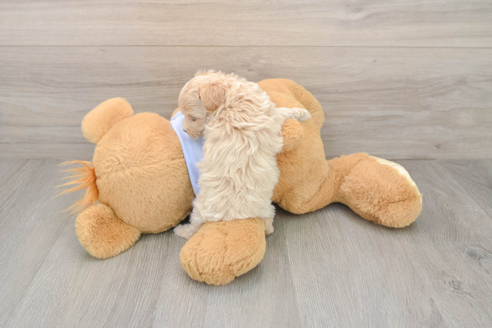 Maltipoo Puppy for Adoption