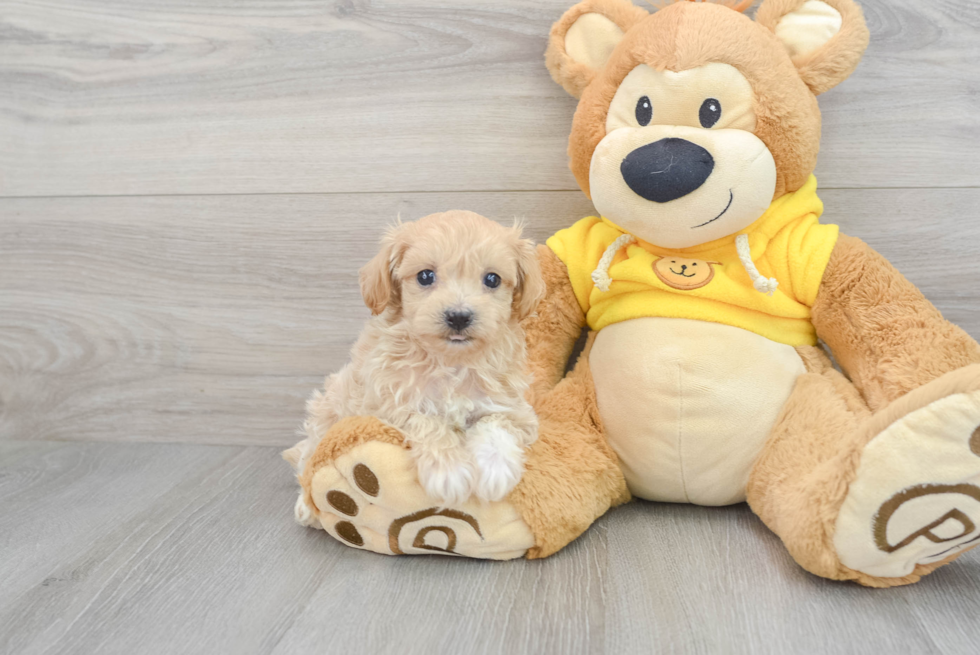 Maltipoo Puppy for Adoption