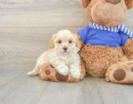 9 week old Maltipoo Puppy For Sale - Florida Fur Babies